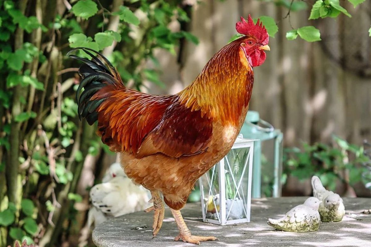 Cocoșul de București 272065