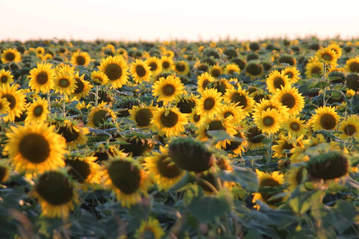 Schimbări climatice din trecut și prezent. Câteva puncte de reper 274430