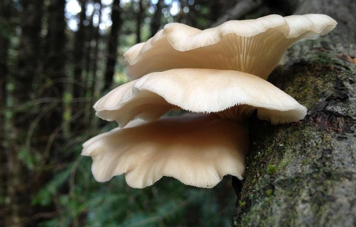 Ciupercile de fag, ideale pentru gătit şi marinat 276606