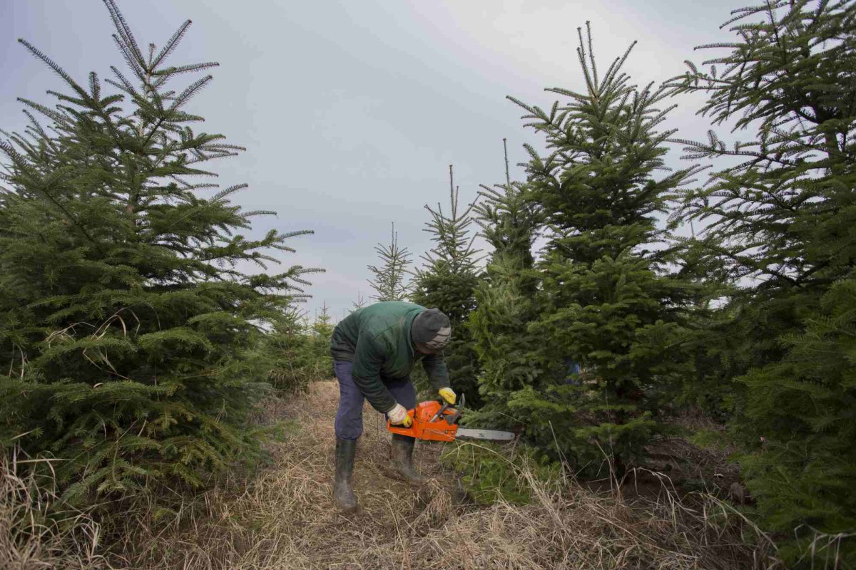 Prețuri la brazii de Crăciun 277767