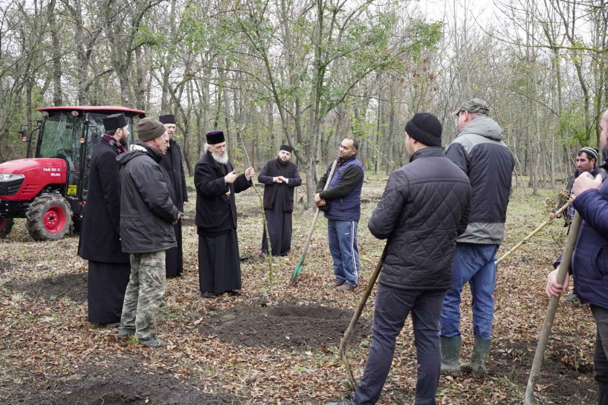 Vlăstare plantate în așteptarea sărbătorii Sfântului Apostol Andrei la Dunărea de Jos 277860