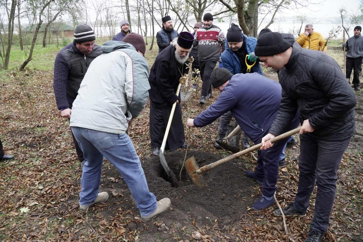 Vlăstare plantate în așteptarea sărbătorii Sfântului Apostol Andrei la Dunărea de Jos 277861
