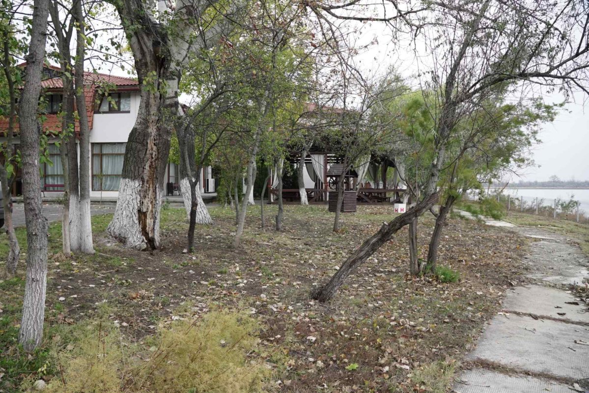 Vlăstare plantate în așteptarea sărbătorii Sfântului Apostol Andrei la Dunărea de Jos 277863