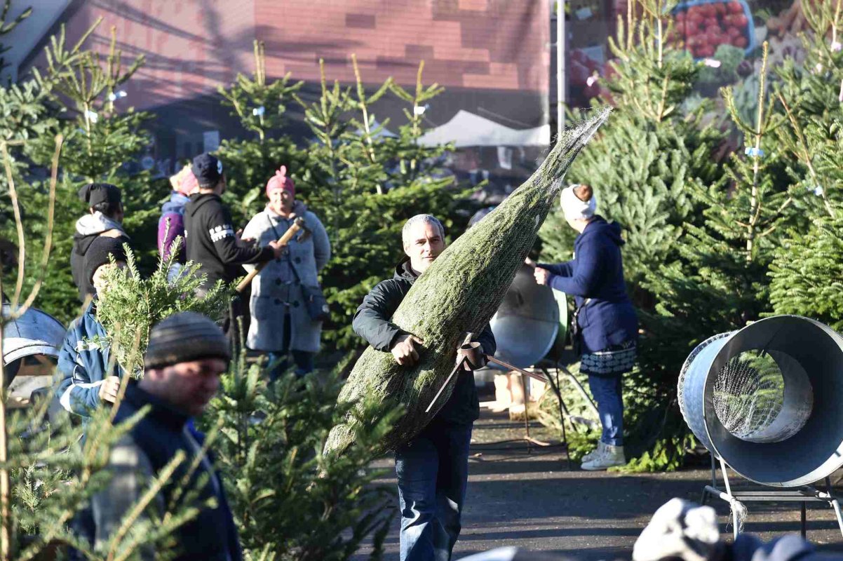 Pomi de Crăciun de la Romsilva 278577