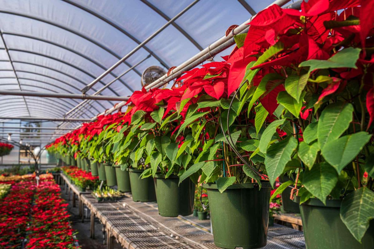 Atenție la plantele care împodobesc casa de sărbători 280557