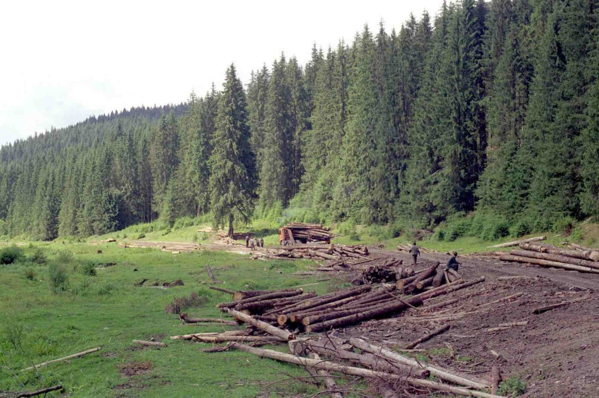 Supraveghere prin satelit și video a pădurilor 285340