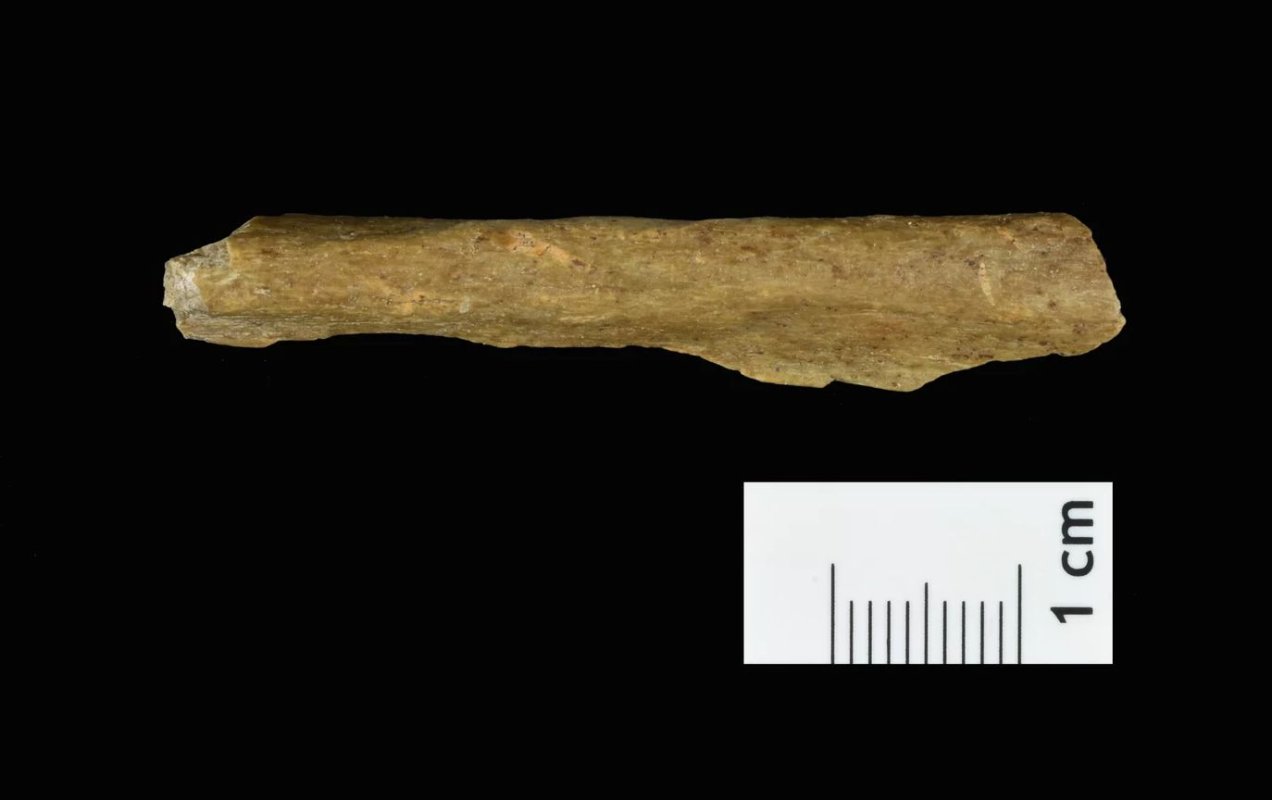 Urme ale Homo sapiens în nord-vestul Europei  285691