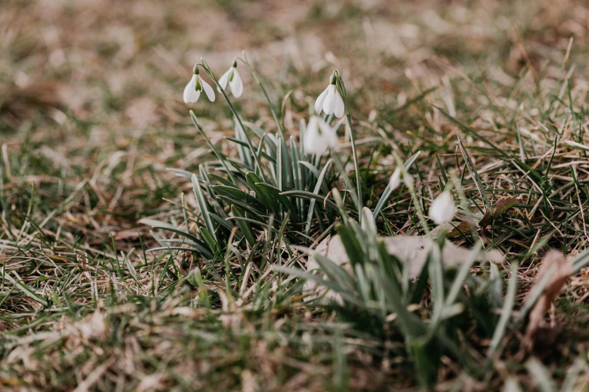 Înflorire prematură a ghioceilor 285774