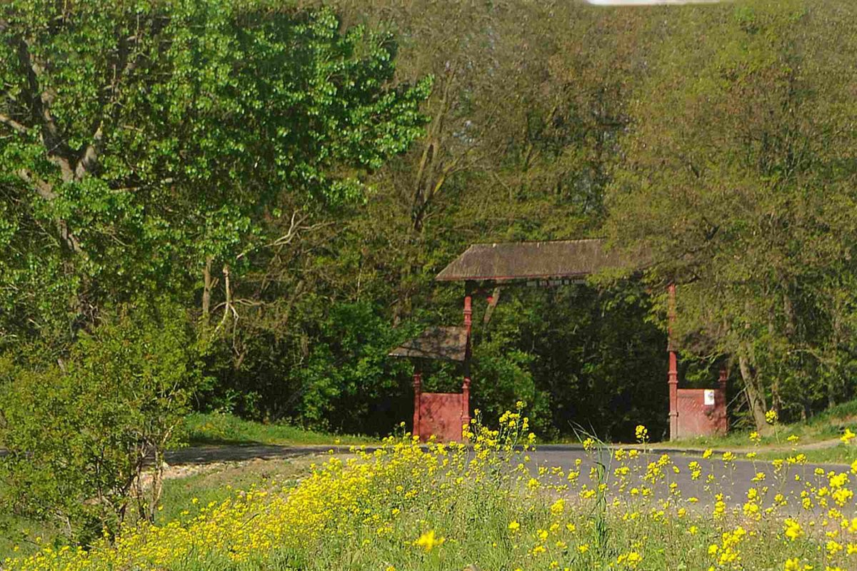 De la rădăcini la mlădițe 286283