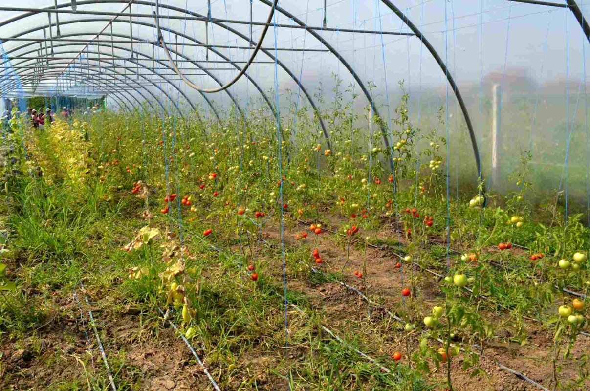 Legumicultorii din Olt au început plantarea roșiilor 286845