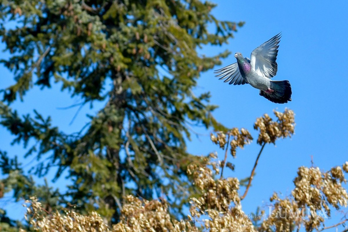 Sufletul creștinului 287015