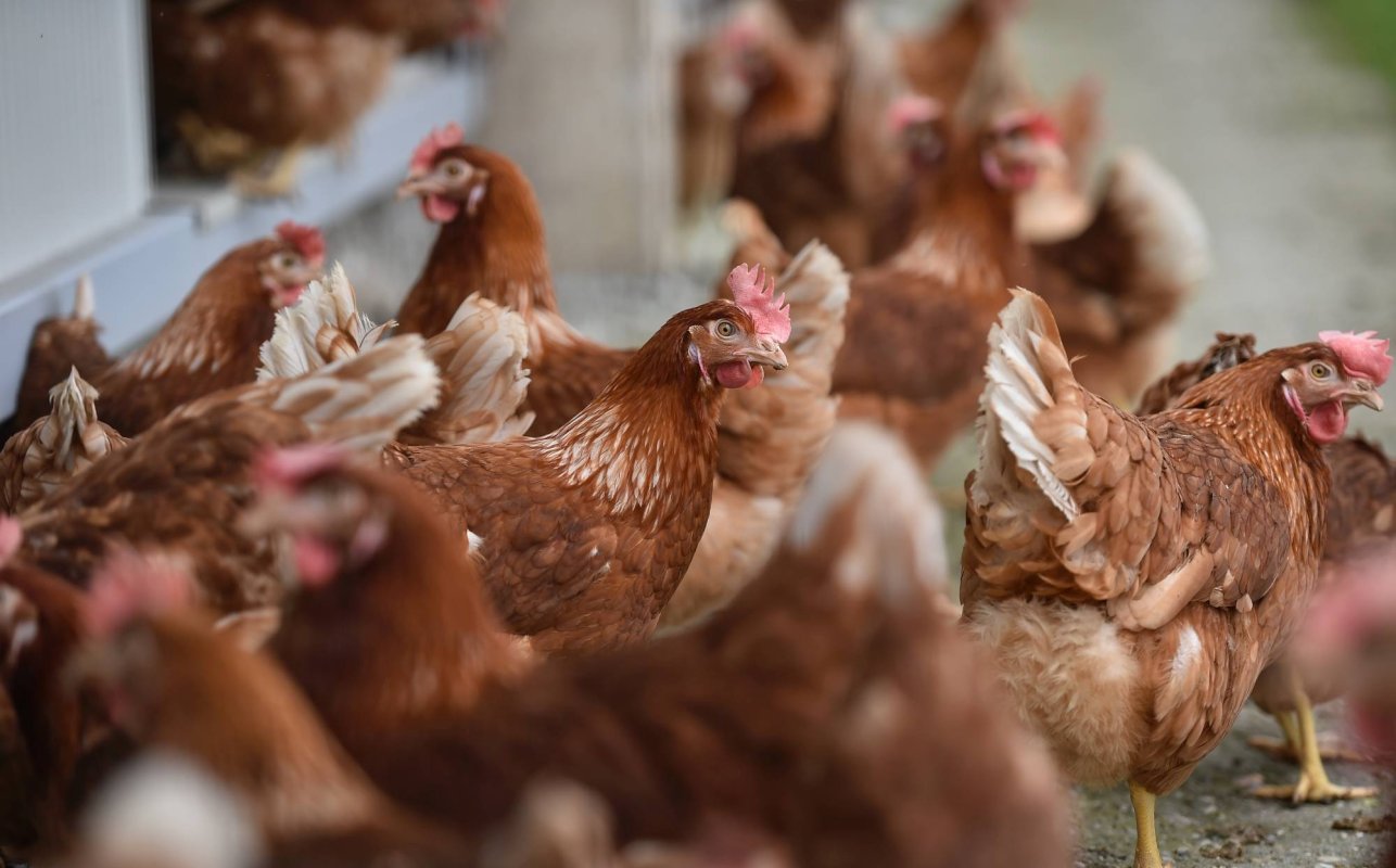 Creștere a producției de carne de pasăre 288769