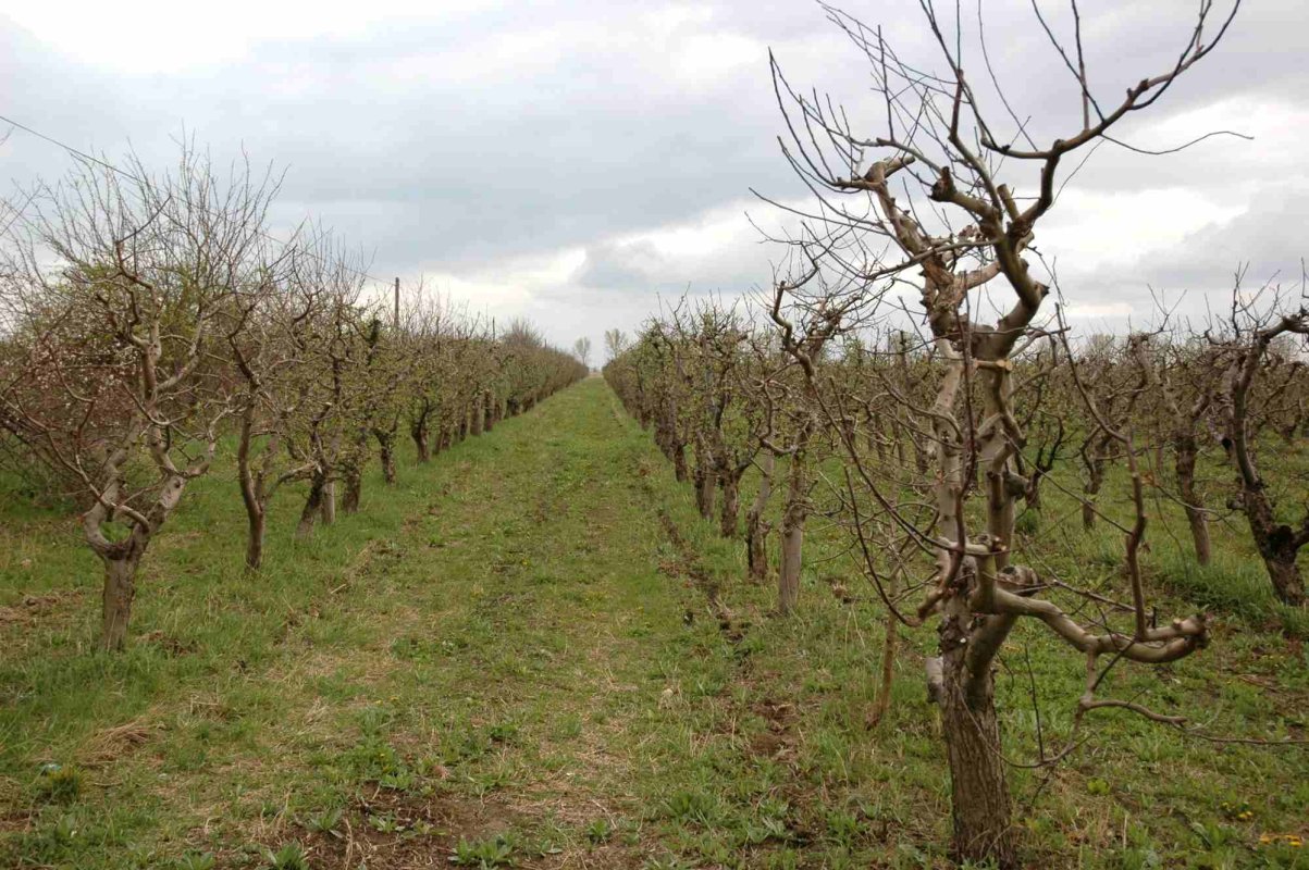 Secretul unei livezi reușite: pomi certificaţi, plantare și întreținere corecte 288766