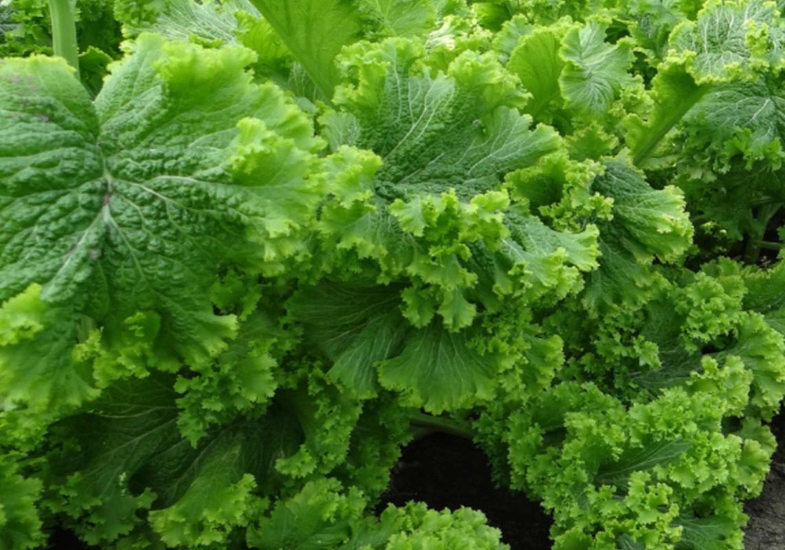 Soi de salată recomandat de cercetătorii de la Buzău 289380