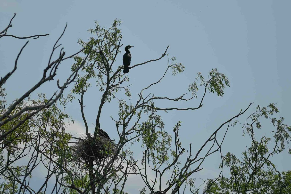 Evenimente de observare a păsărilor  289969