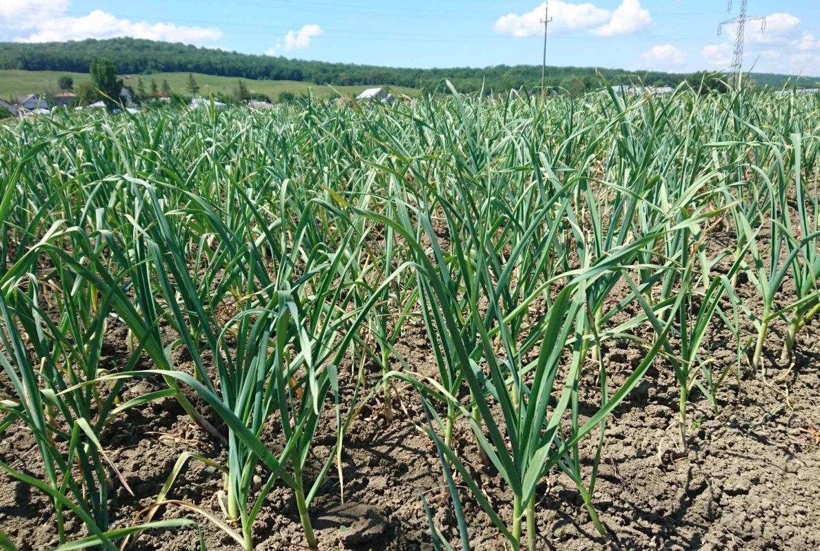 Tot mai mulți cultivatori de usturoi 291554