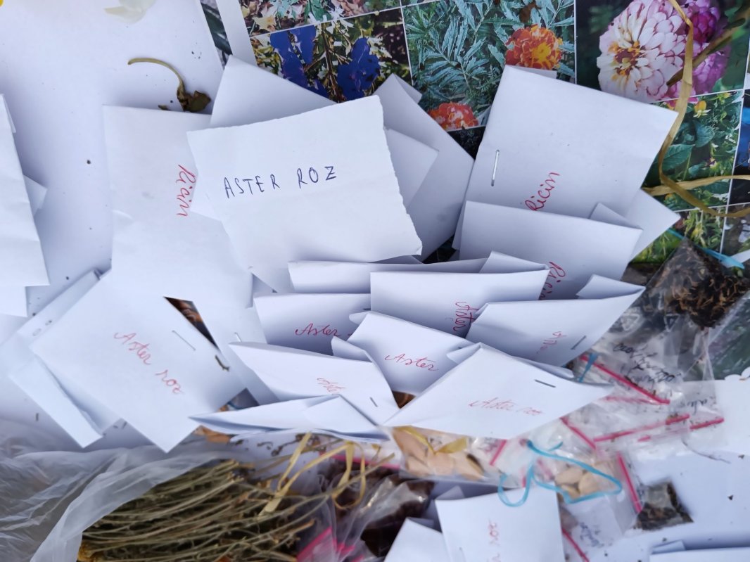 „Seminţele cu suflet”: călătoresc, rodesc și sunt dăruite mai departe 292176