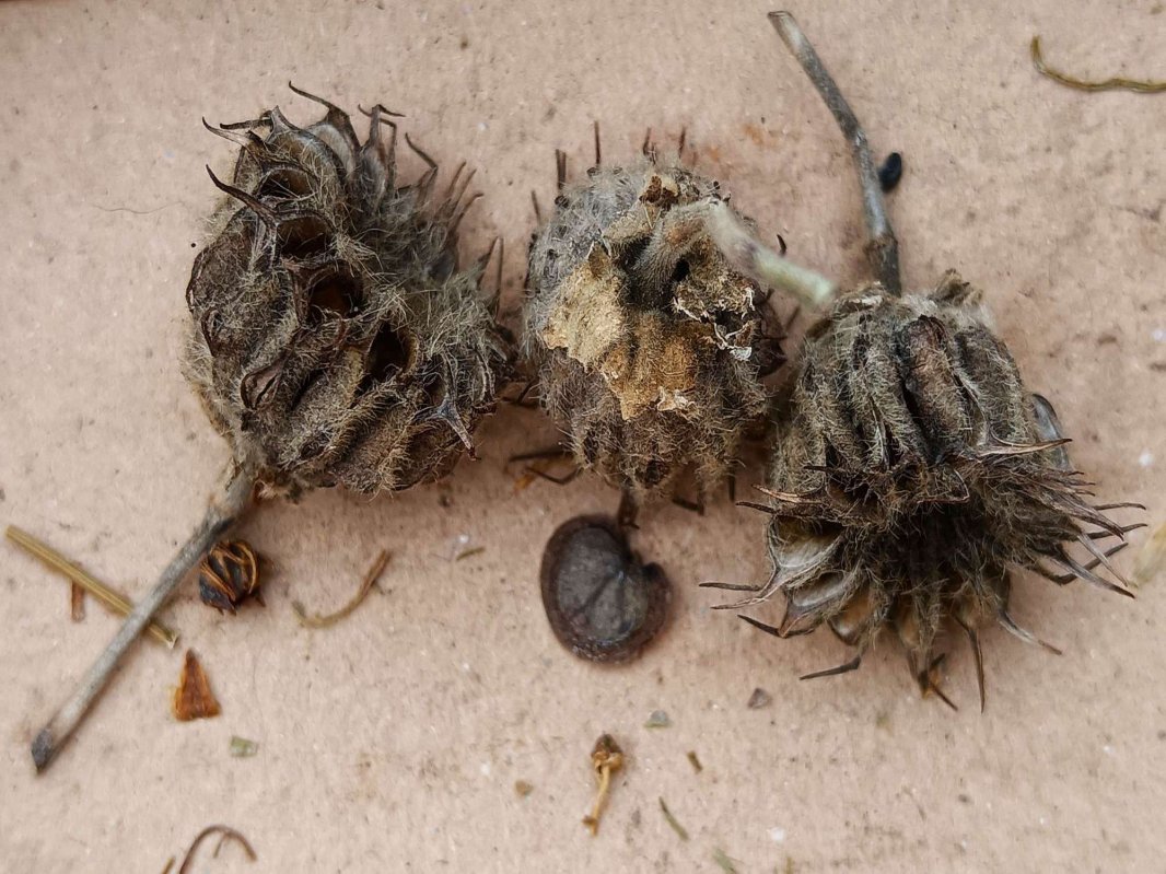 „Seminţele cu suflet”: călătoresc, rodesc și sunt dăruite mai departe 292177