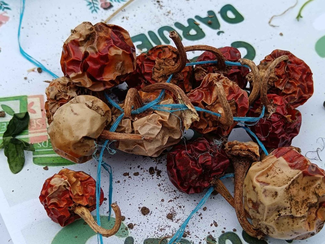 „Seminţele cu suflet”: călătoresc, rodesc și sunt dăruite mai departe 292180