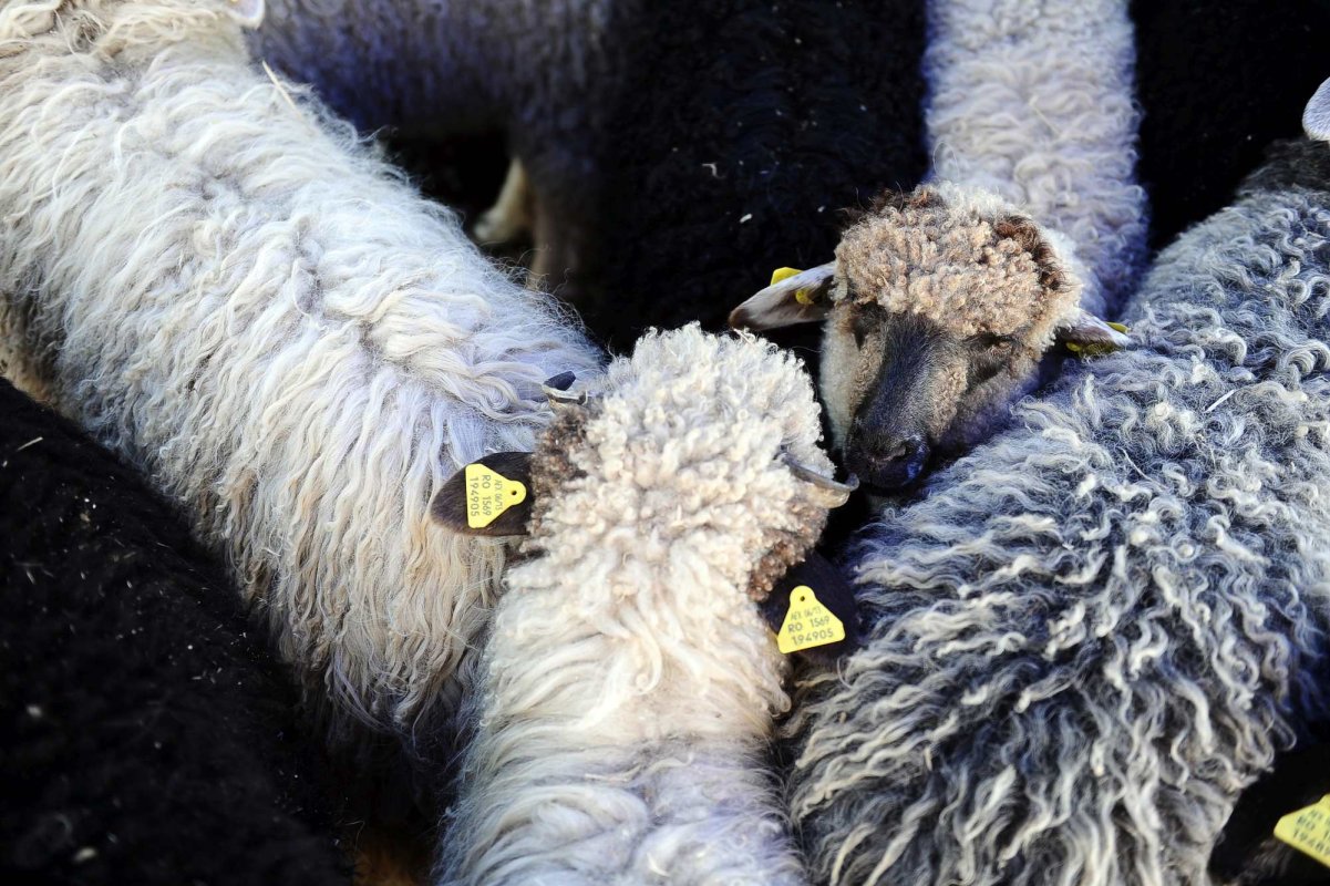 Crescătorii preferă să dea mieii la export 293350