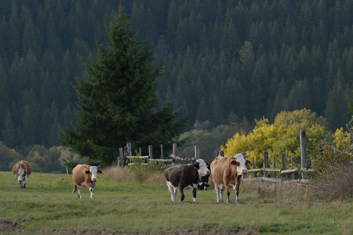 Banca Mondială susţine reducerea ajutoarelor financiare pentru creşterea animalelor 294961