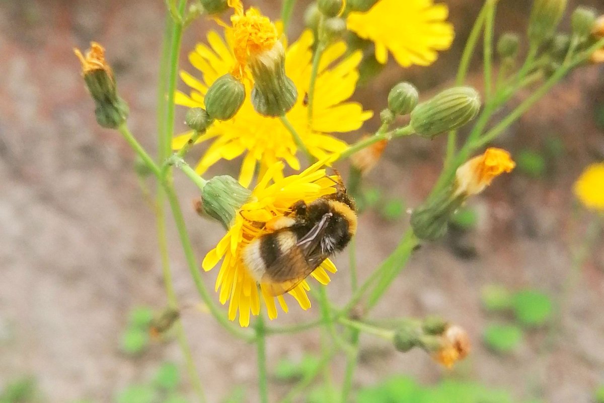 Ascultarea și efectele ei 296118