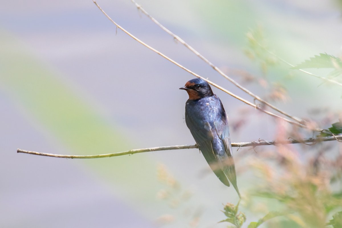 21 de grame de bucurie 296846