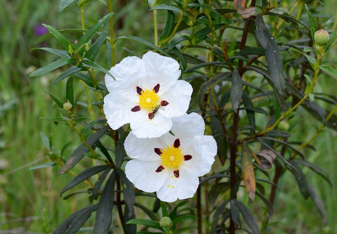 Plantă folosită la prepararea mirului, aclimatizată la Buzău 297401
