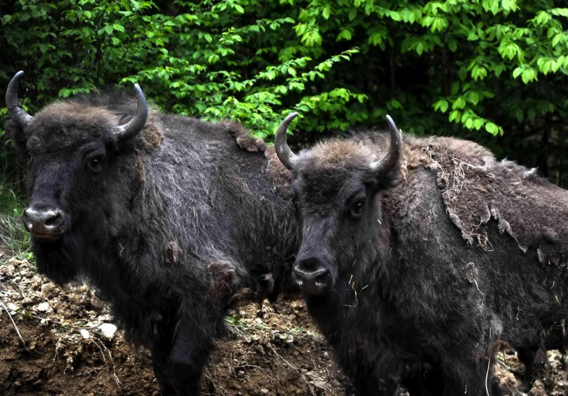 Zimbri din Germania şi Suedia pentru Munții Țarcu 298956