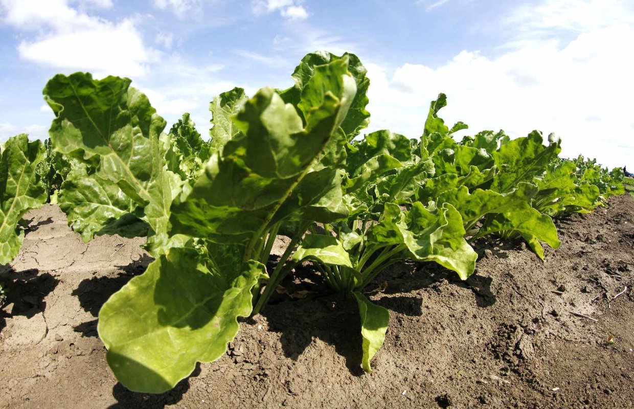 Fonduri pentru cultivatorii de sfeclă de zahăr 299473