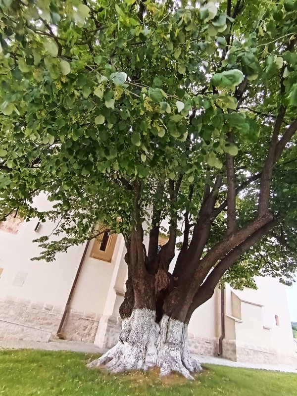 Mănăstirea renăscută din Codrii Iaşilor 301563