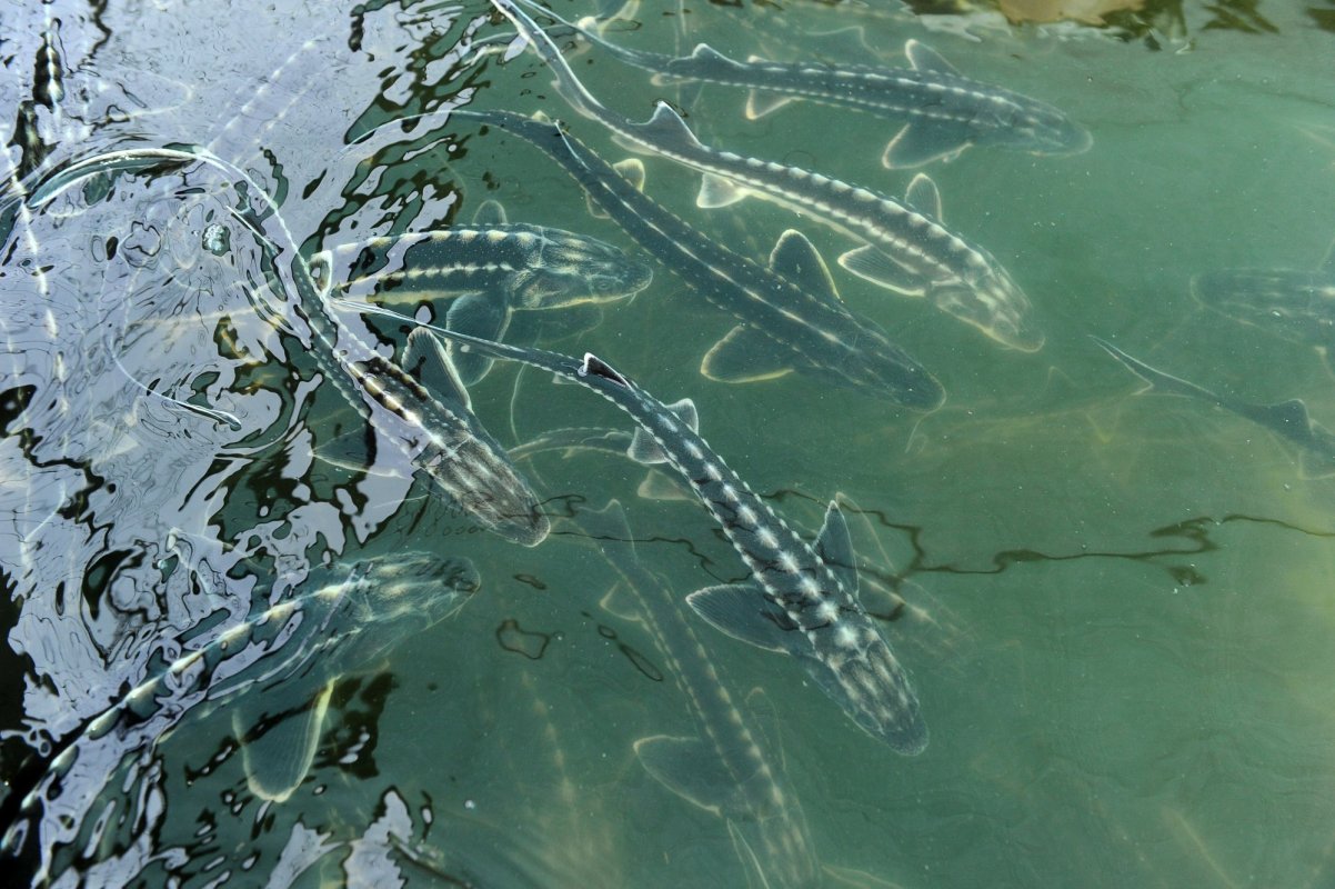 Spațiu maritim de închiriat pentru piscicultură 302692