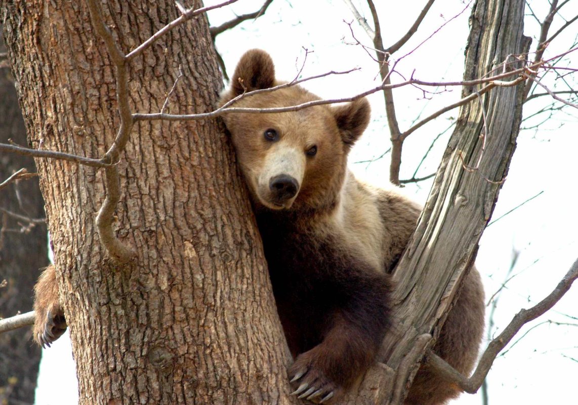 A fost adoptată „legea urșilor” 303462