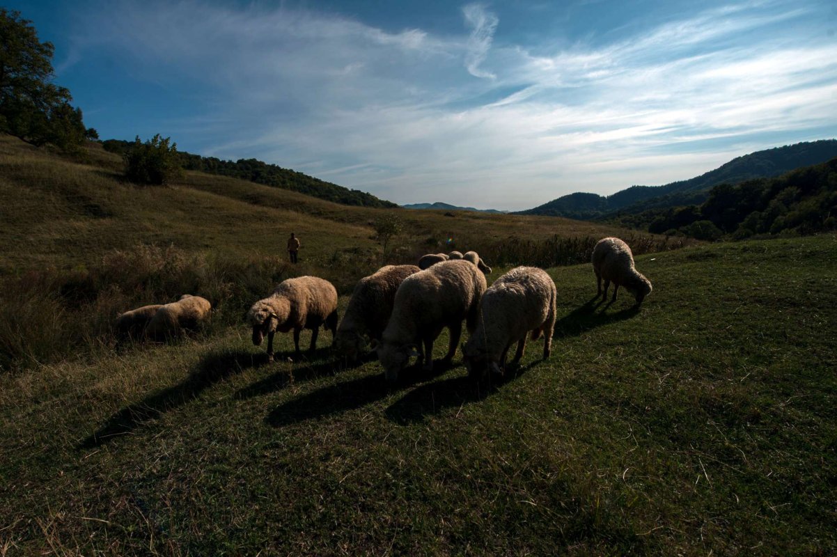 Dobrogea: Focare de pesta micilor rumegătoare 304159