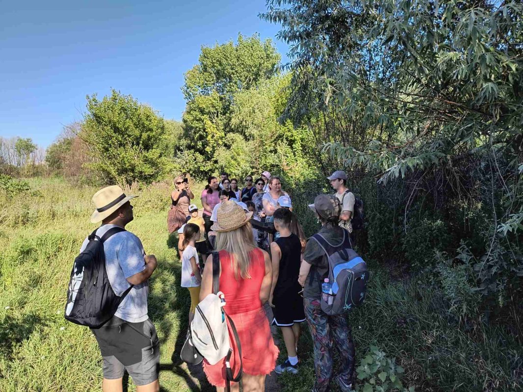 Vara verde în Văcăreşti 306566