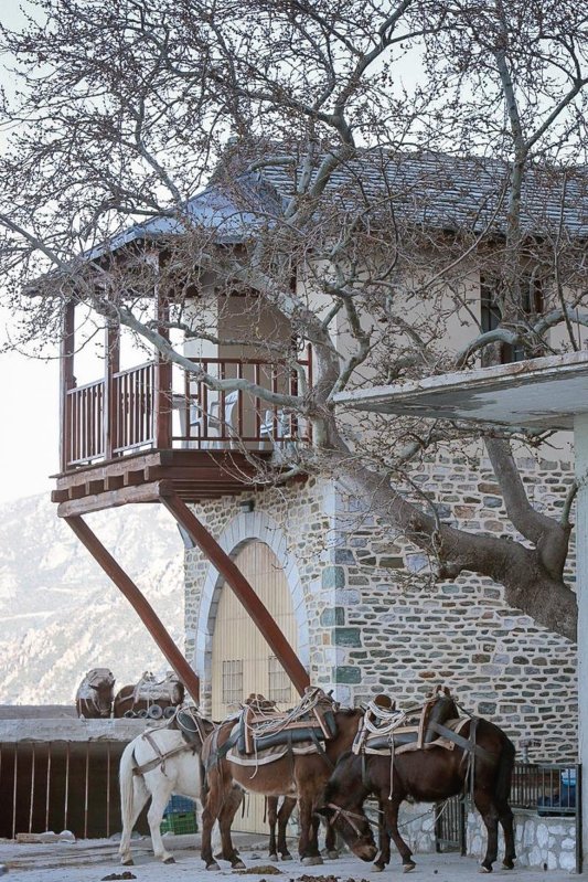 Normalitate și discernământ duhovnicesc în privința animalelor 308378