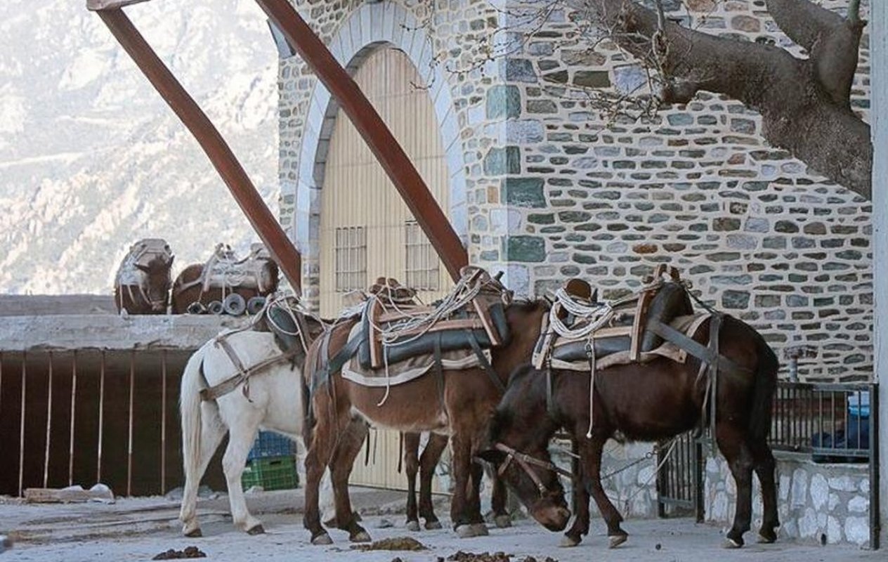 Normalitate și discernământ duhovnicesc în privința animalelor 308379