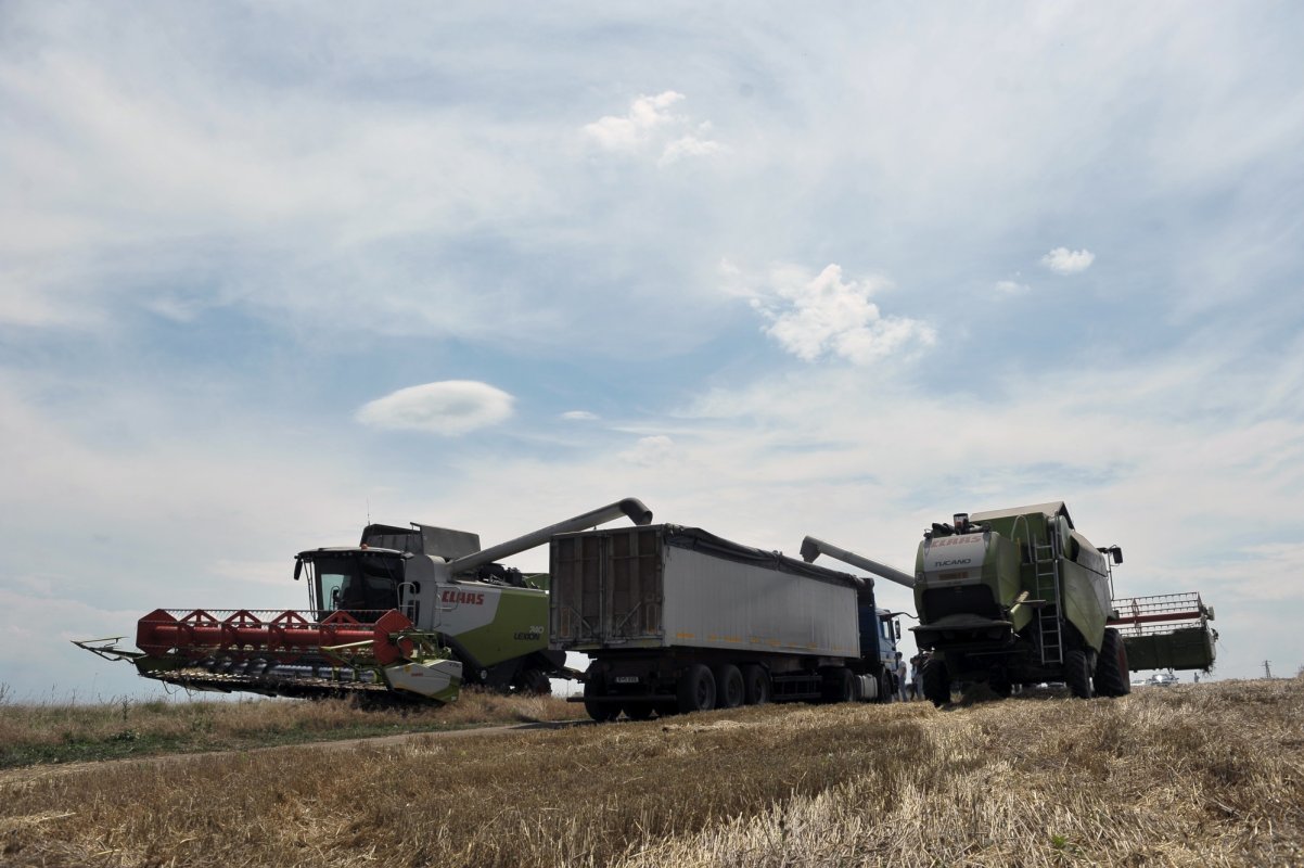 România, principalul exportator din UE la grâu, orz și porumb 308395