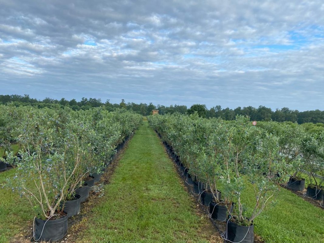 Sprijin pentru 59 de tineri fermieri din Alba 308398