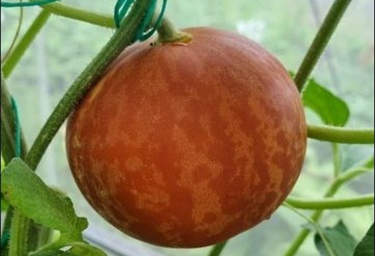 Un nou fruct aclimatizat la Buzău 308489