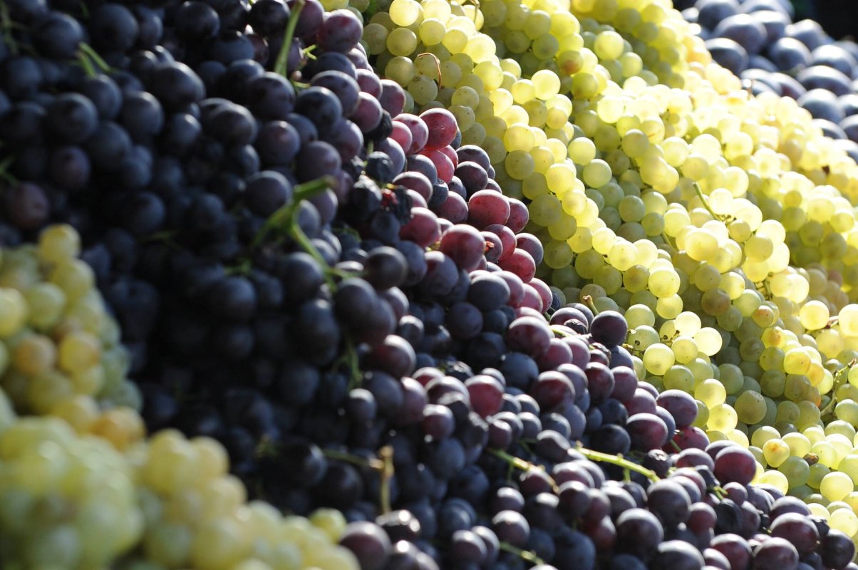 Târguri ale recoltei la Cluj și Buzău 309075