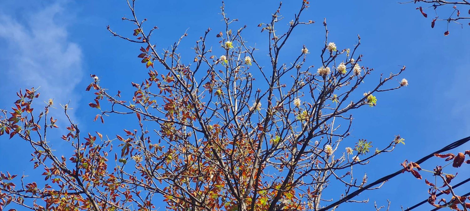 Au înflorit din nou castanii 311014