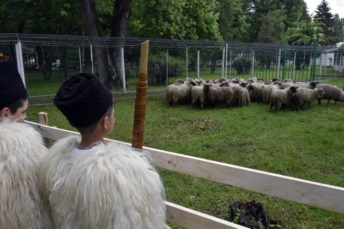 Focarele de pesta rumegătoarelor aproape stinse 312156