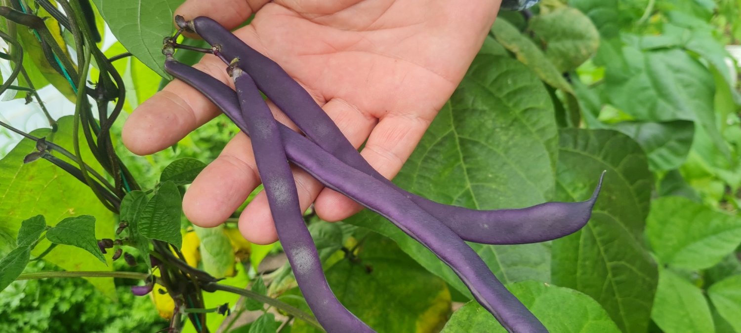 Trei cauze care au dus la scăderea suprafeței cultivate cu fasole 312957