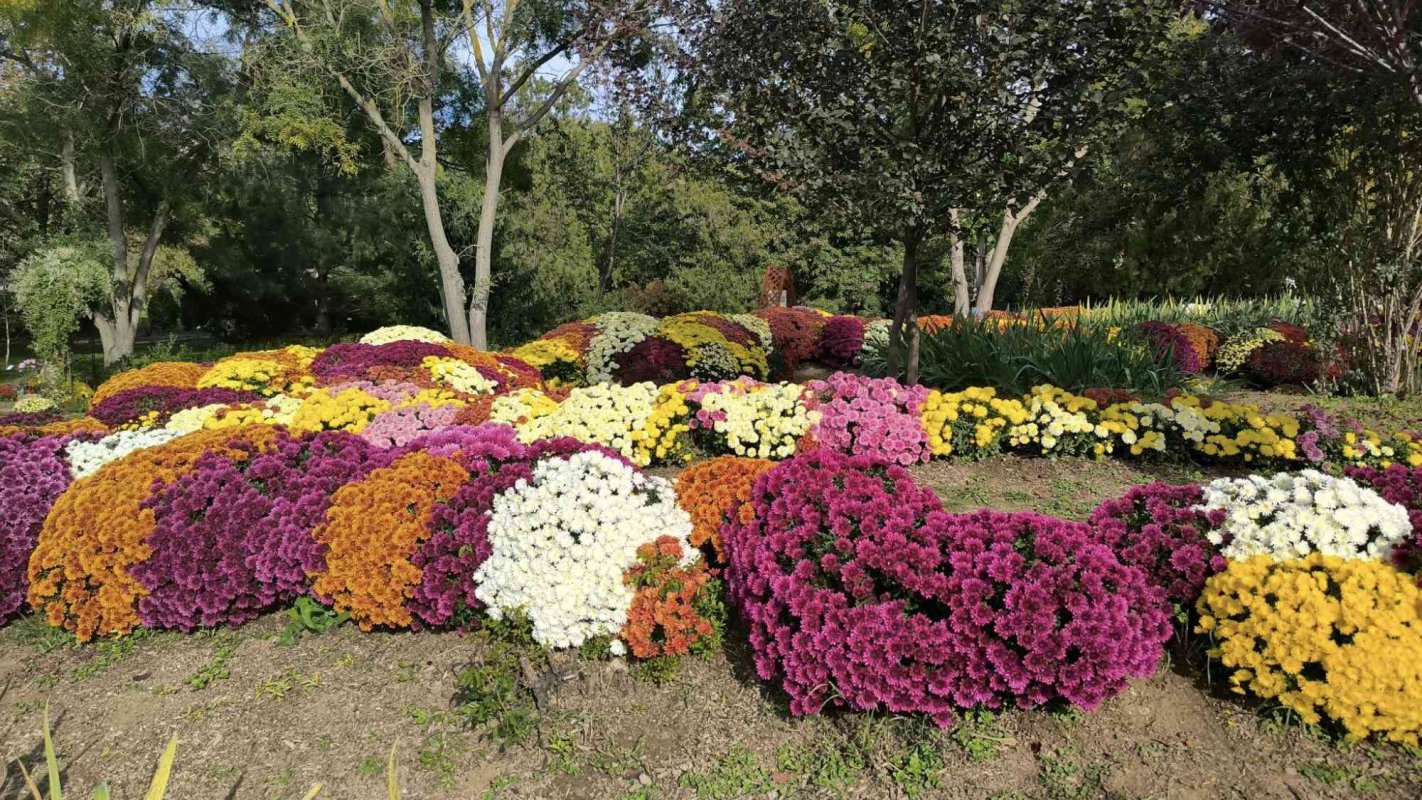 Expoziție de crizanteme la Galați 313977