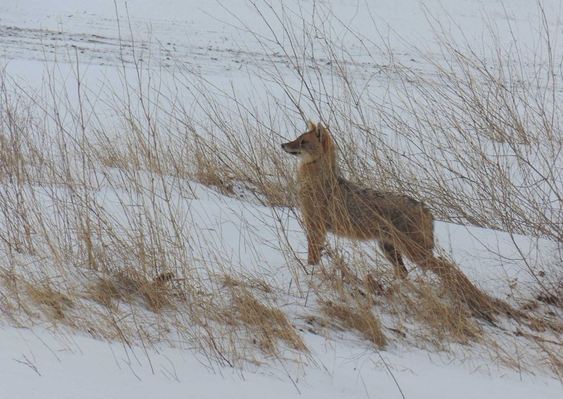 Acțiune de extragere a șacalilor din Deltă 315710