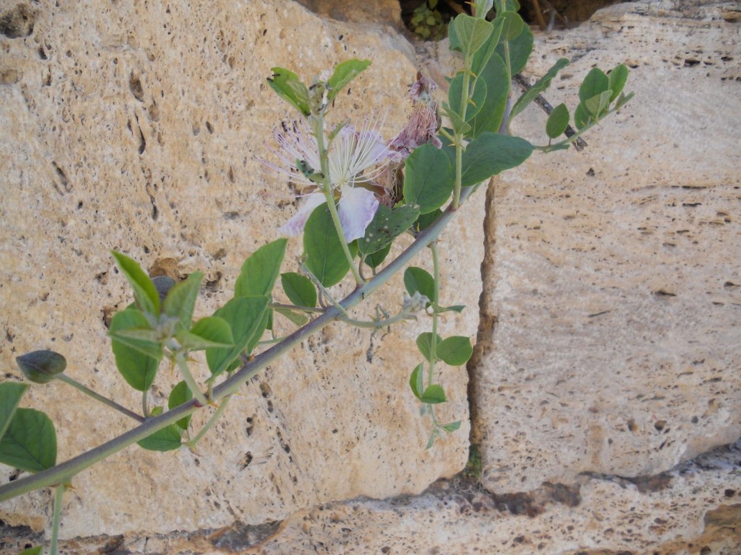 Mormântul Sfântului Apostol Filip de la Hierapolis 315297