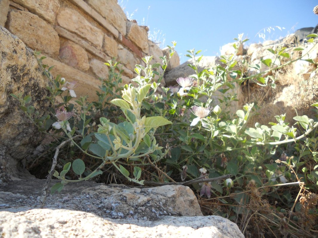 Mormântul Sfântului Apostol Filip de la Hierapolis 315298