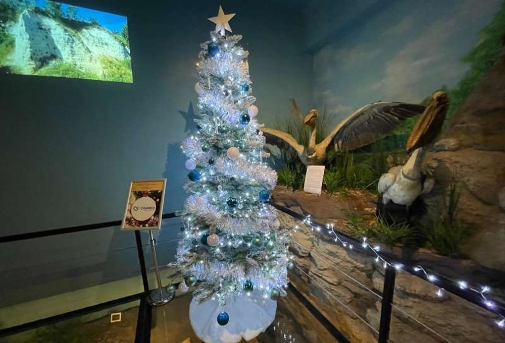 „Brazi de poveste” 317798