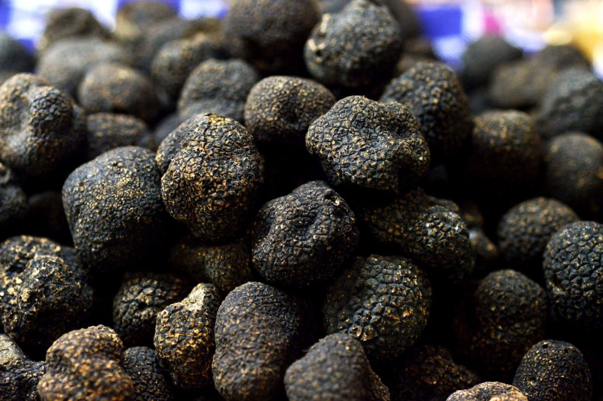 ANPM: Recoltarea ilegală pune în pericol trufele românești 317950